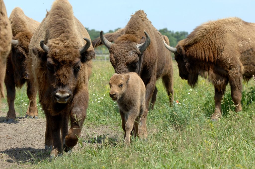 Büffel Kalb